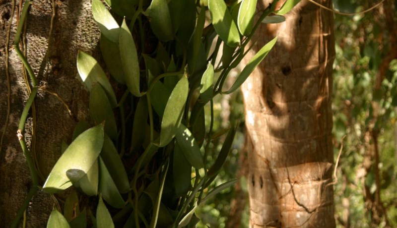 Verðhækkun leiðir til skógareyðingar og dauða