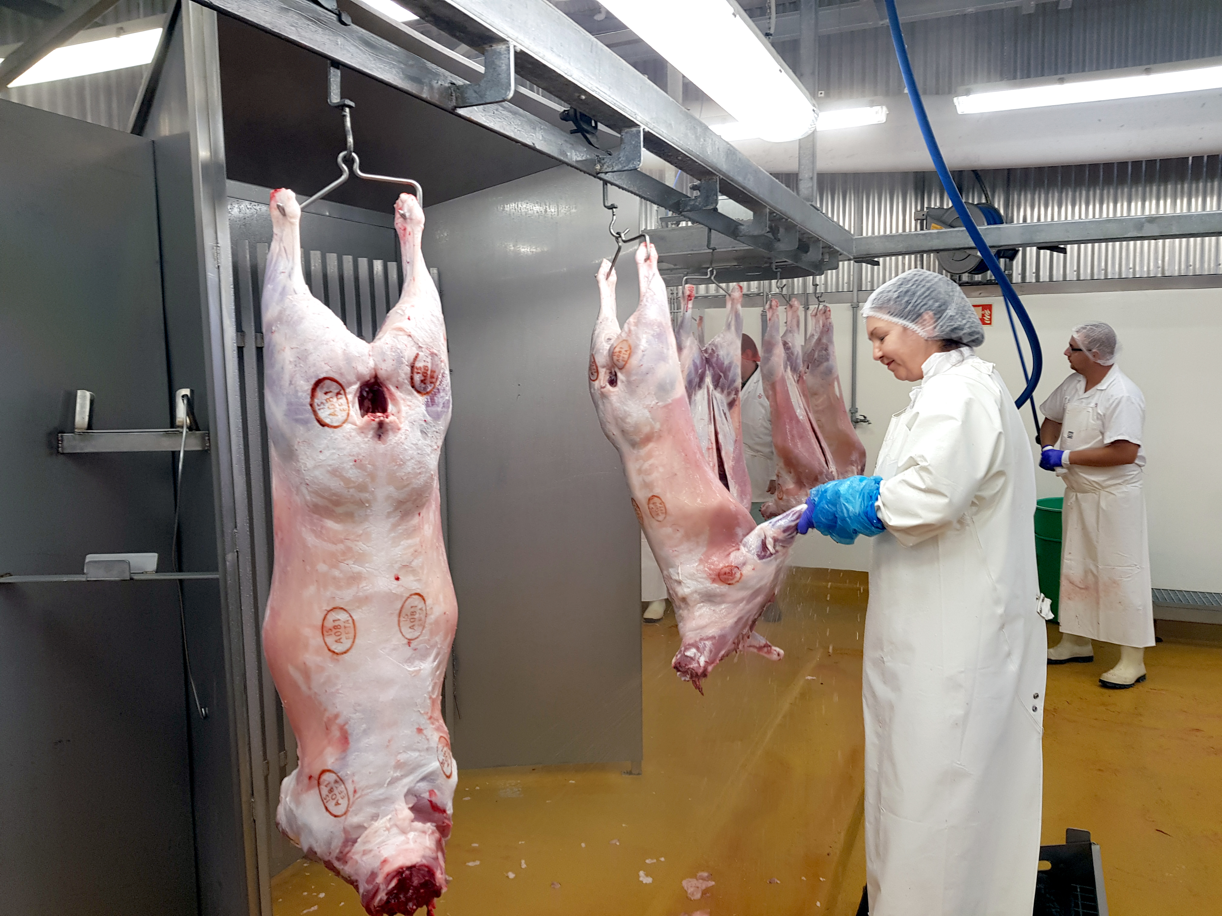 Um 110 þúsund fjár verður slátrað á þessu hausti