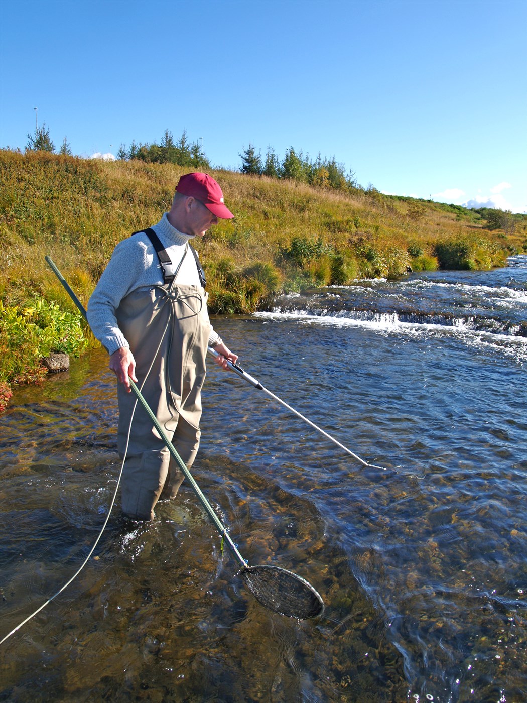 Áhættumat erfðablöndunar útskýrt
