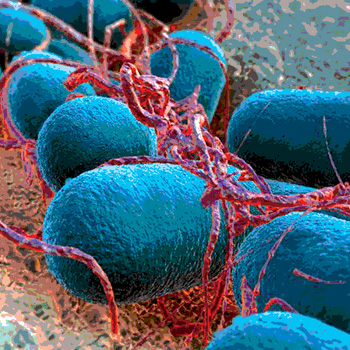 Sjúkdómsvaldandi bakteríur eru hluti af örveruflóru sauðfjár og nautgripa