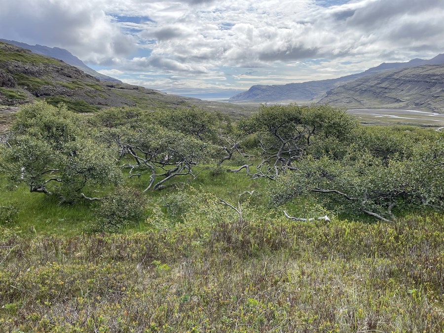 Bíða sem Hundtyrkir við Hamarsá