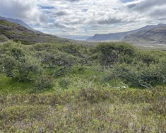 Bíða sem Hundtyrkir við Hamarsá