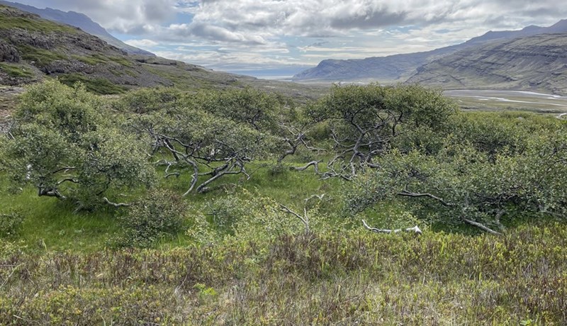 Bíða sem Hundtyrkir við Hamarsá