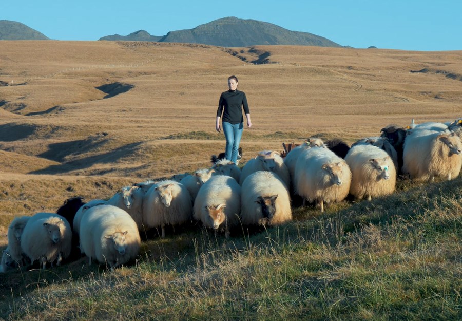 Vefþættir um lambakjöt