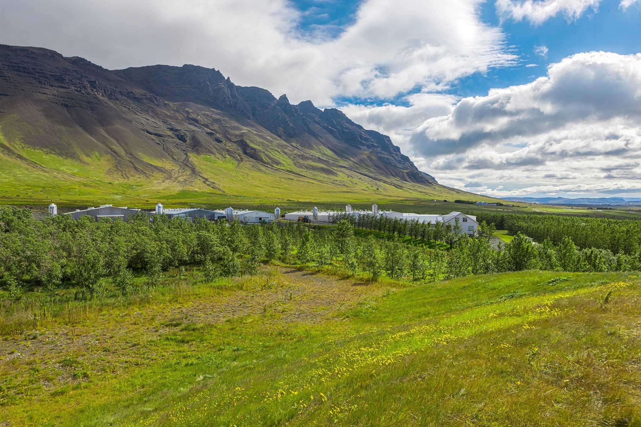 Úr búreldi í lausagöngu