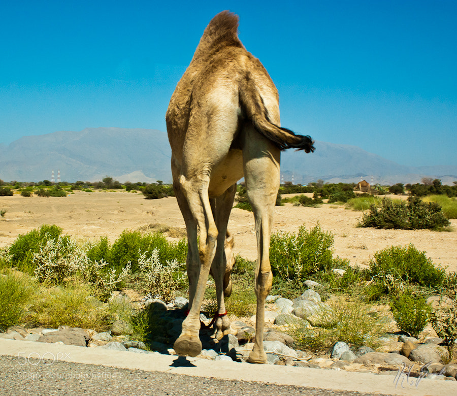Úlfaldaprump og hreinleikavottorð