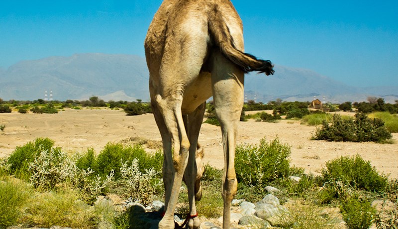 Úlfaldaprump og hreinleikavottorð