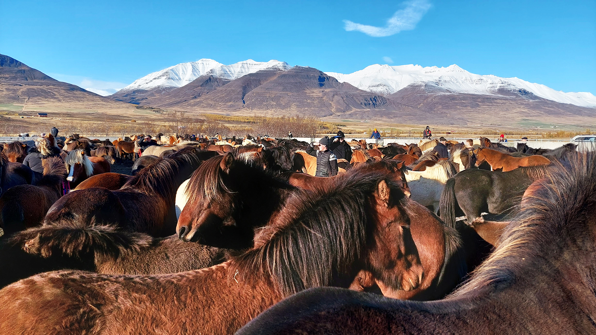 Rekstrarráðgjöf í landbúnaði og rekstrarverkefni búgreina