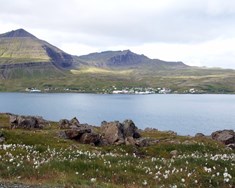 Hreindýr í Stöðvarfirði