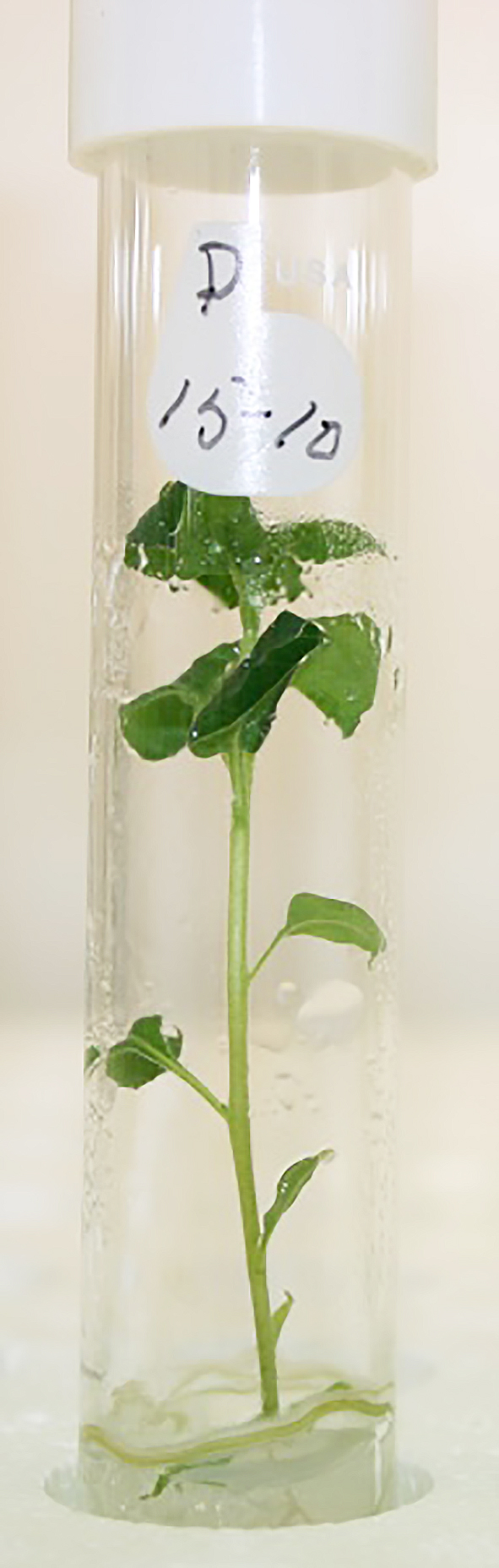 Stofnræktun kartöfluútsæðis