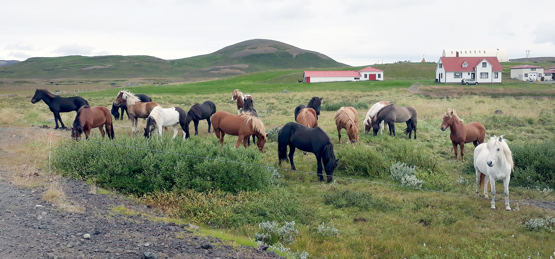 Má beita skepnum í vegkanta? NEI, ÞAÐ ER EKKI LEYFILEGT!