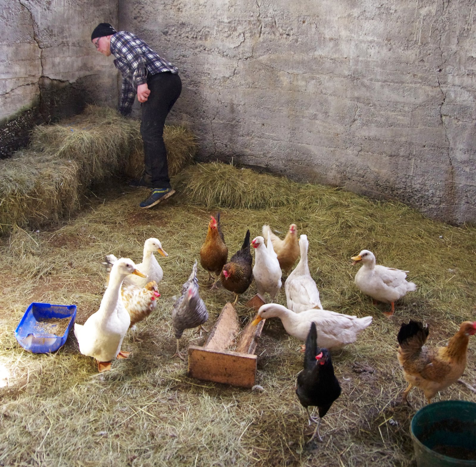 Alifuglakjötið er vinsælast með nær 34% markaðshlutdeild