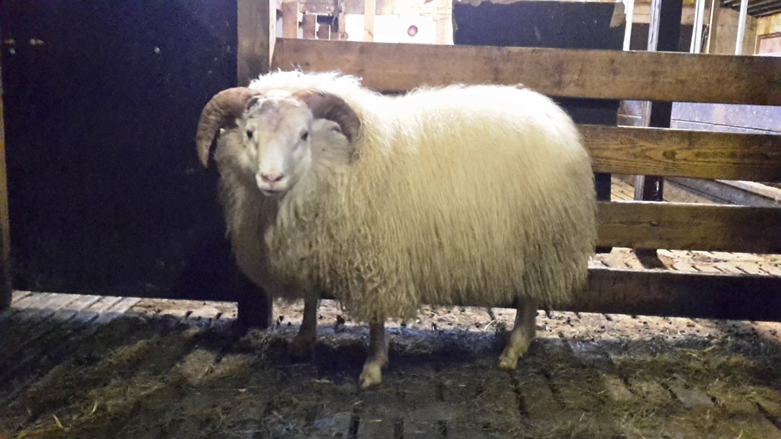 Met fallin í vænleika og vöðvafyllingu