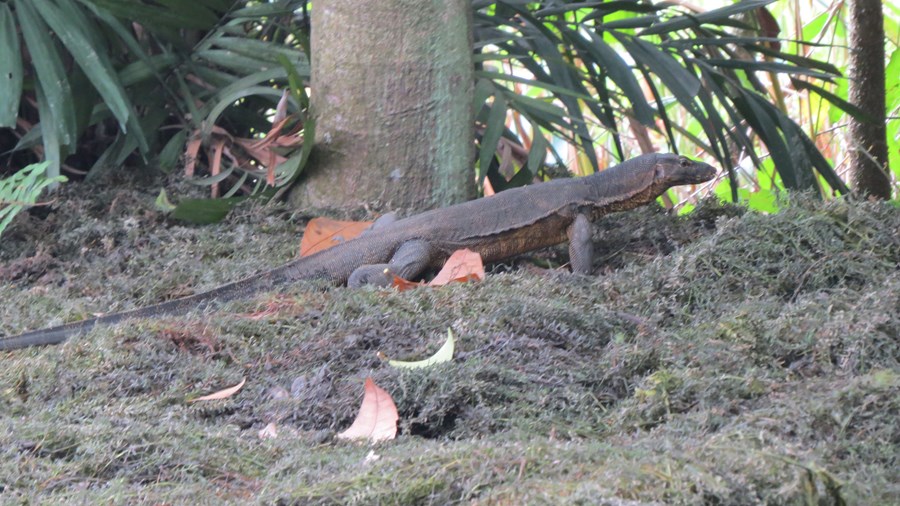 Stórar eðlur, ættingjar Komodo dreka, finnast á svæðinu. (e. Malayan water monitor, Varanus salvator). Myndir / Kristján Friðbertsson.