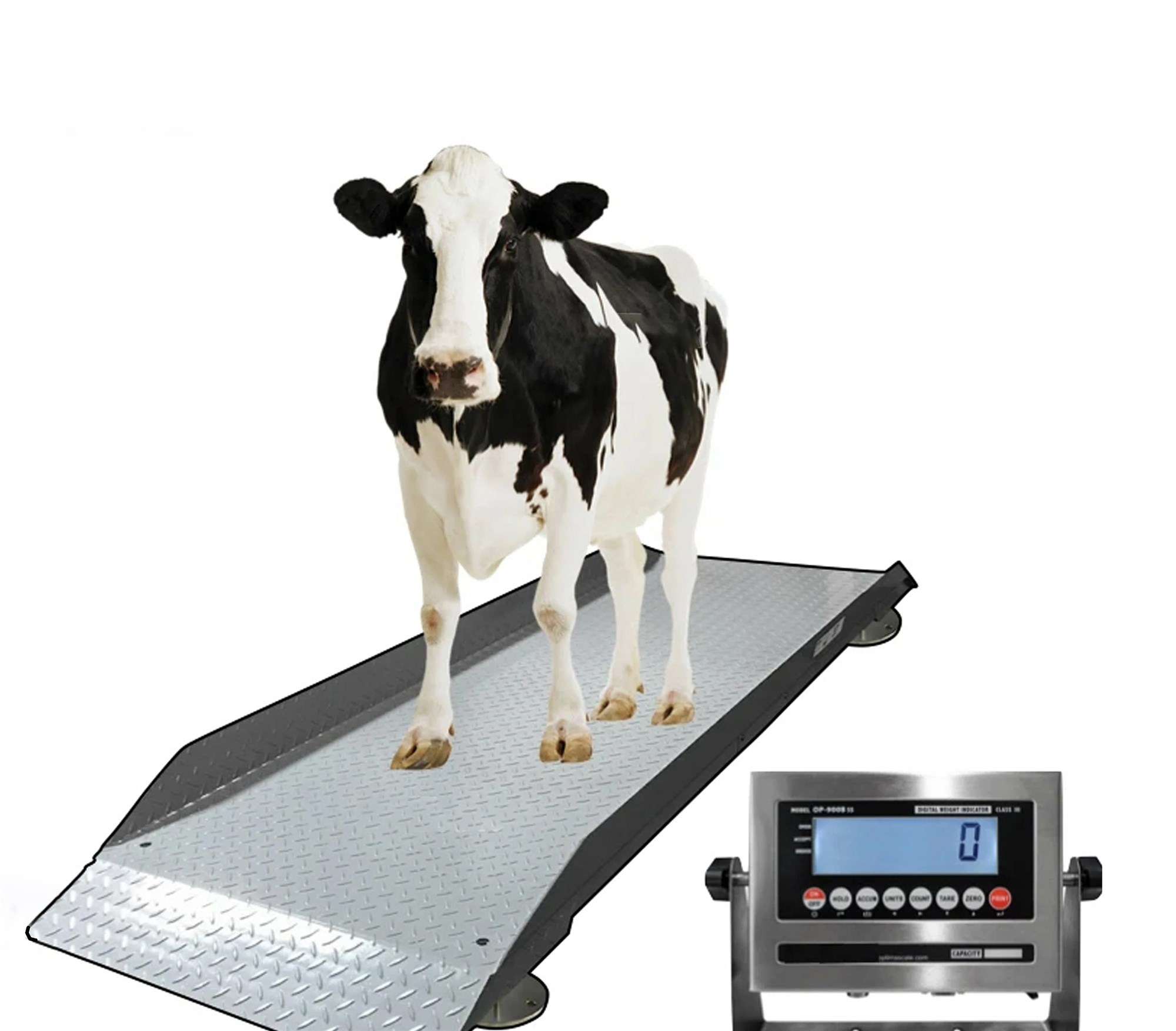 Eftirlit með þunga og stærð gripa er vanmetið bústjórnartæki