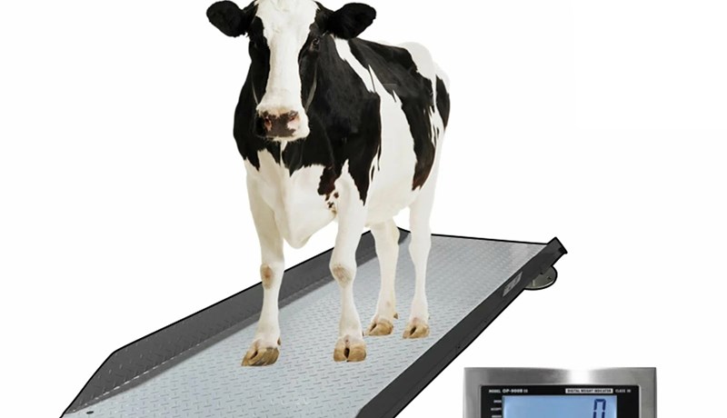 Eftirlit með þunga og stærð gripa er vanmetið bústjórnartæki