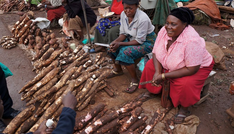 Hitabeltisrótin Kassava