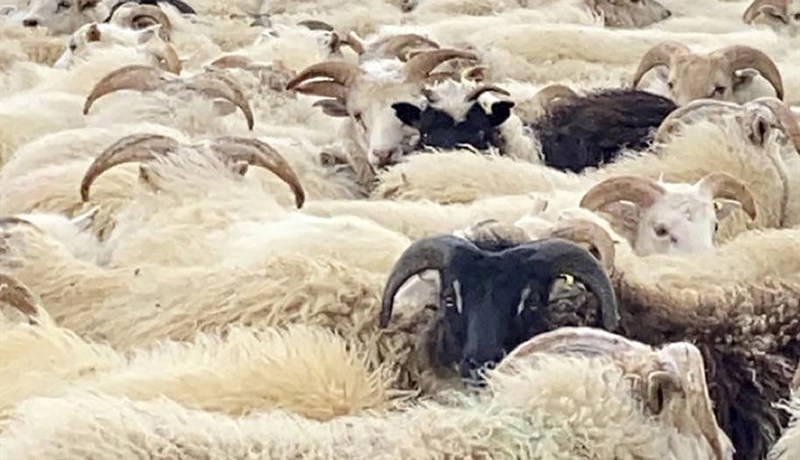 Stórhólsbændur bíða enn