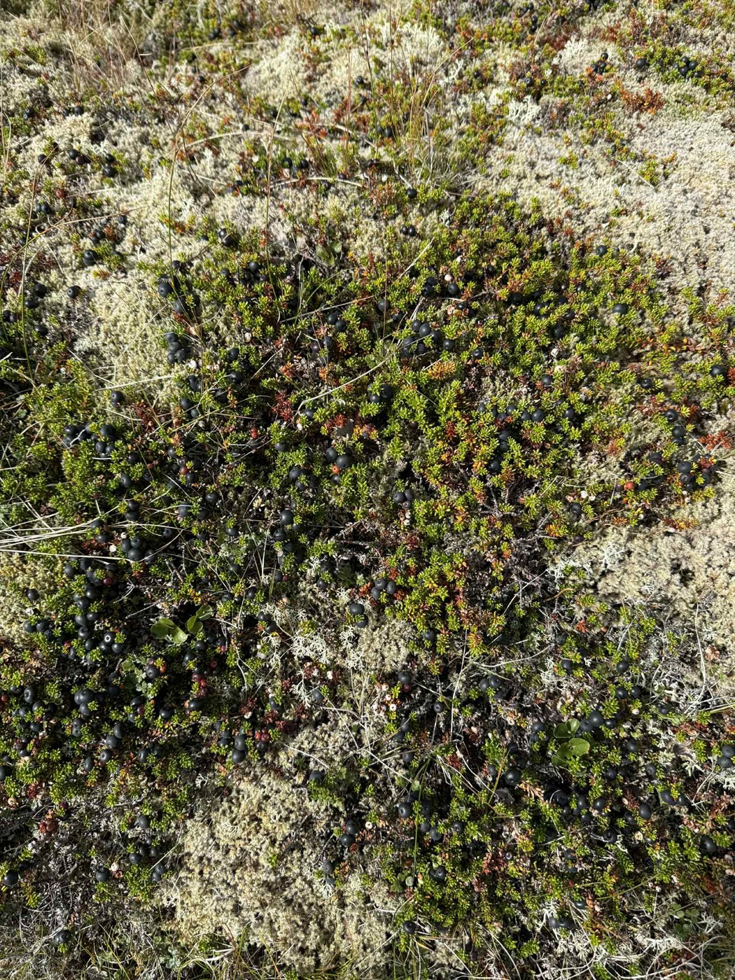 Magnað krækiberjaár