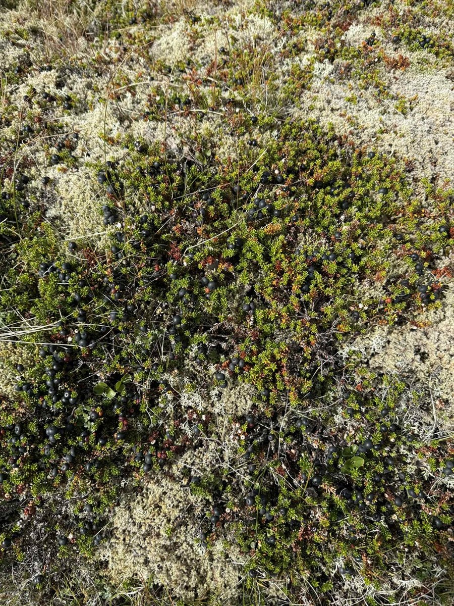 Magnað krækiberjaár