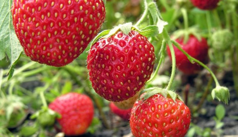 Jarðarber – gómsæt uppskera