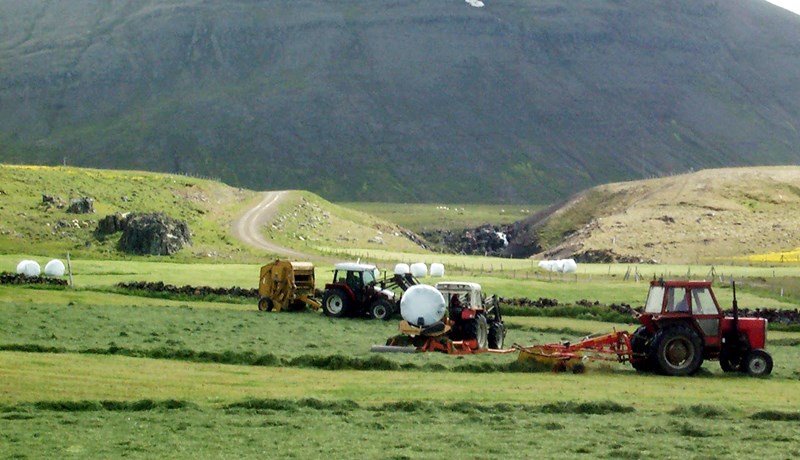 Sauðfjárbúskapur á 7 bæjum í Árneshreppi næsta haust