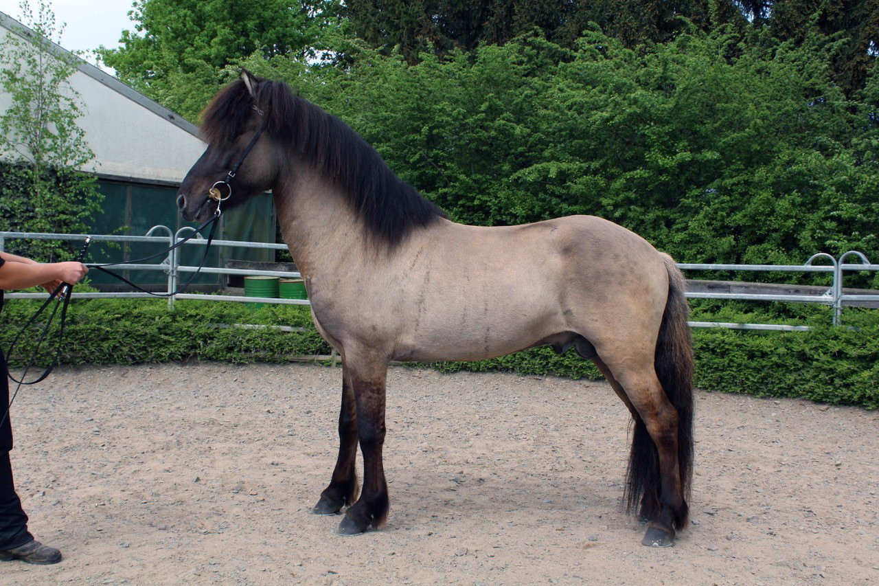 Leitað eftir hrossum með sérstæð litamynstur í feldi