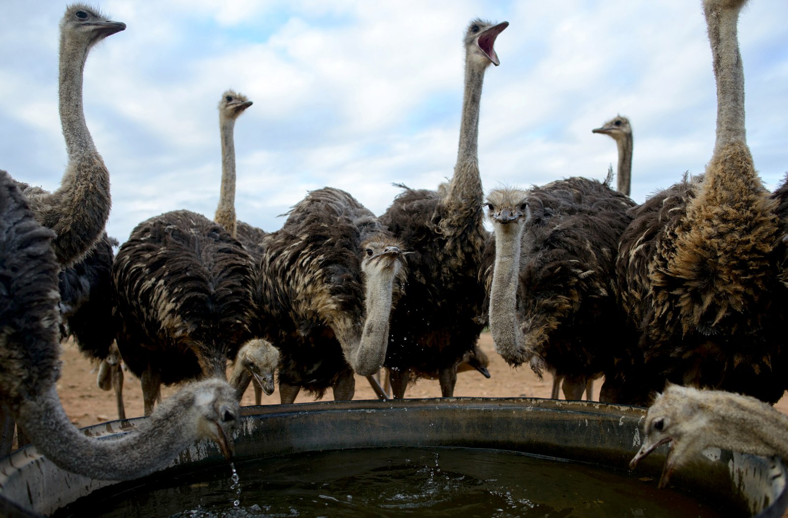 Strútar stinga ekki hausnum í sandinn