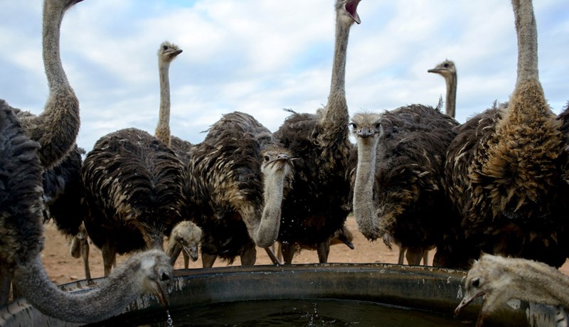 Strútar stinga ekki hausnum í sandinn