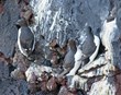 Verndun flóru og fánu norðurslóða