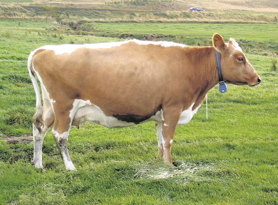 Kúabændur - styðjum samkomulagið