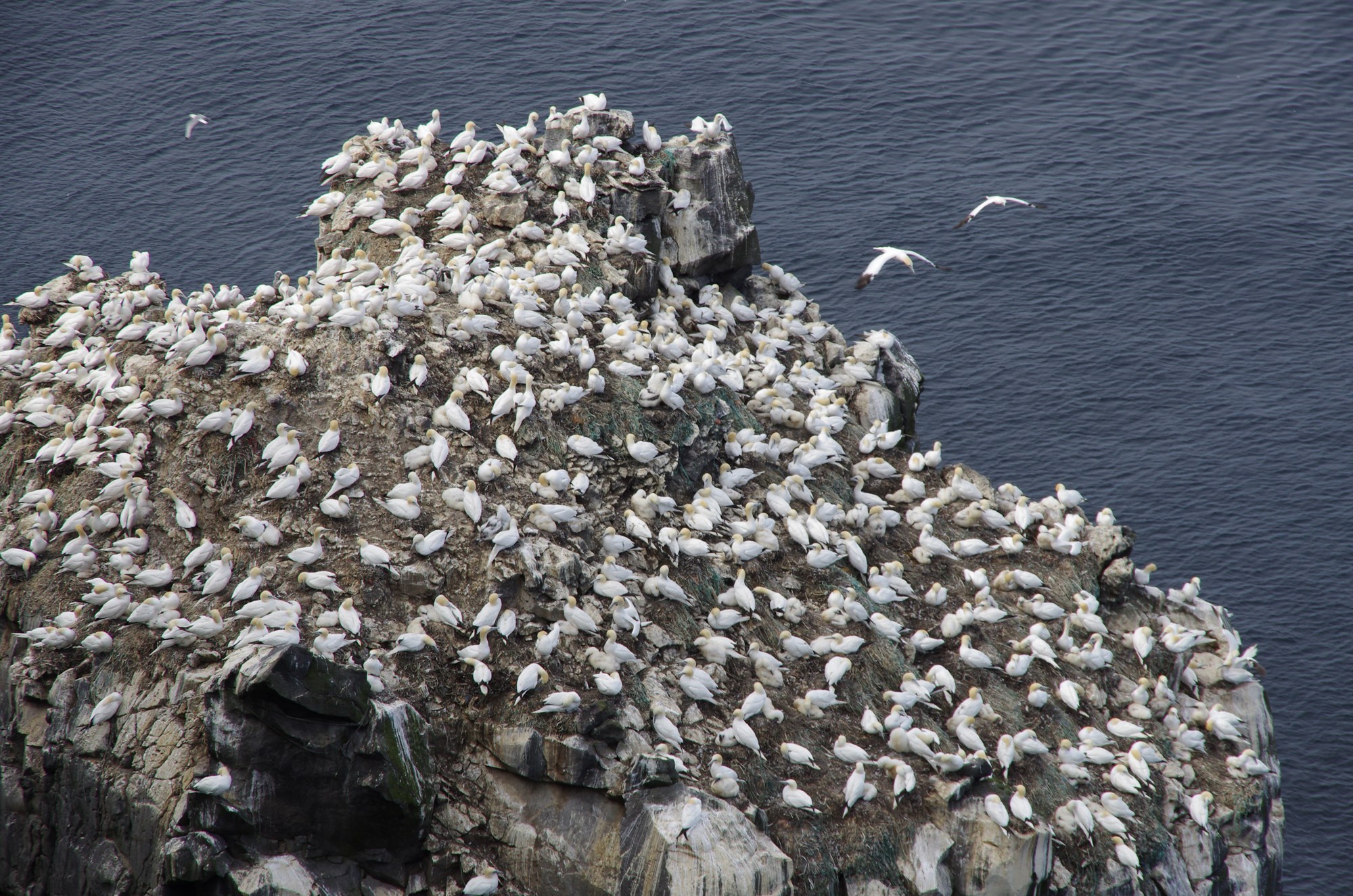 Fuglaflensan útbreidd í villtum fuglum