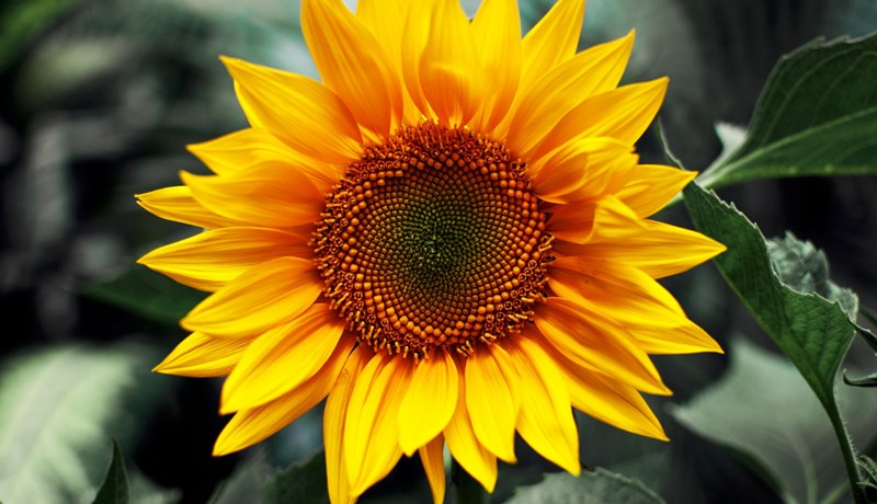 Plöntuspjall að vori