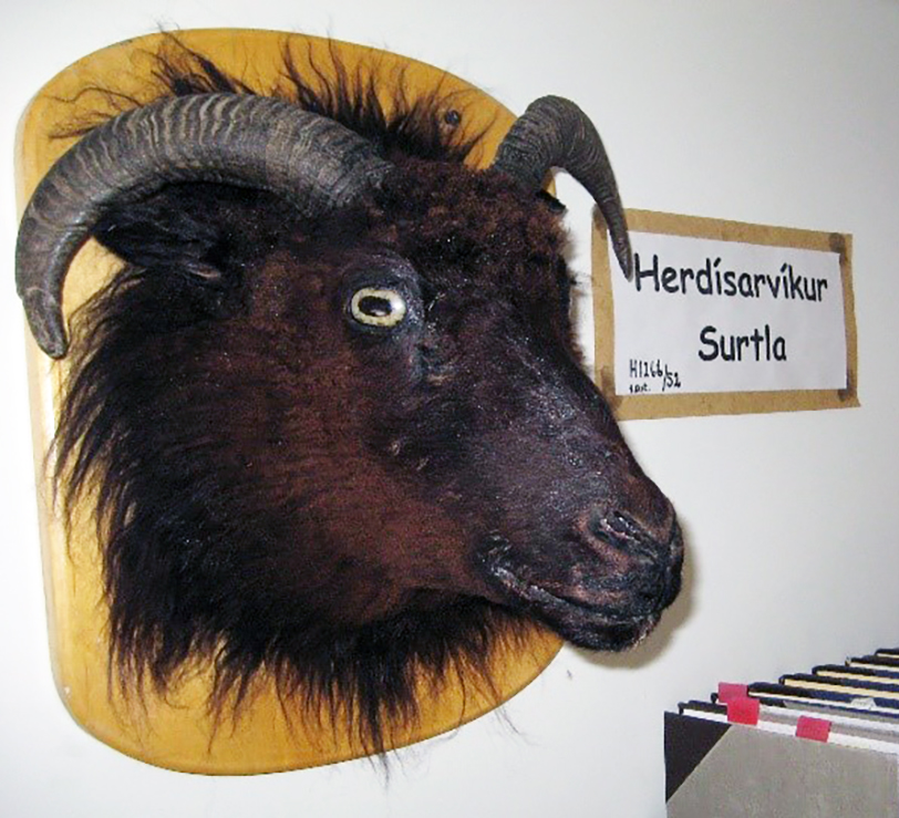 Herdísarvíkur Surtla