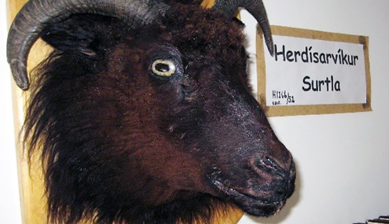 Herdísarvíkur Surtla