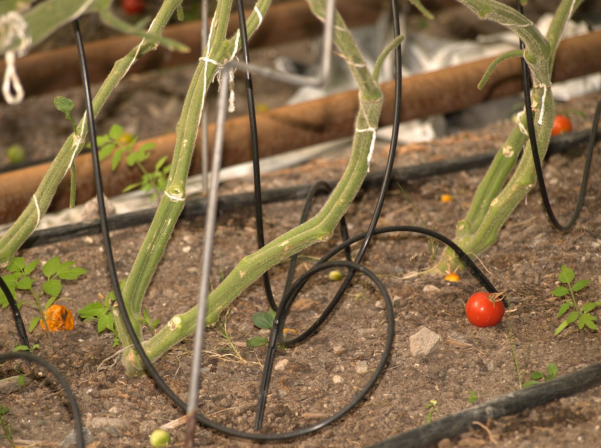 Heilnæmar afurðir og virðing fyrir náttúru, umhverfi og samfélagi