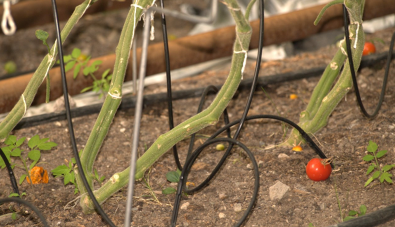 Heilnæmar afurðir og virðing fyrir náttúru, umhverfi og samfélagi