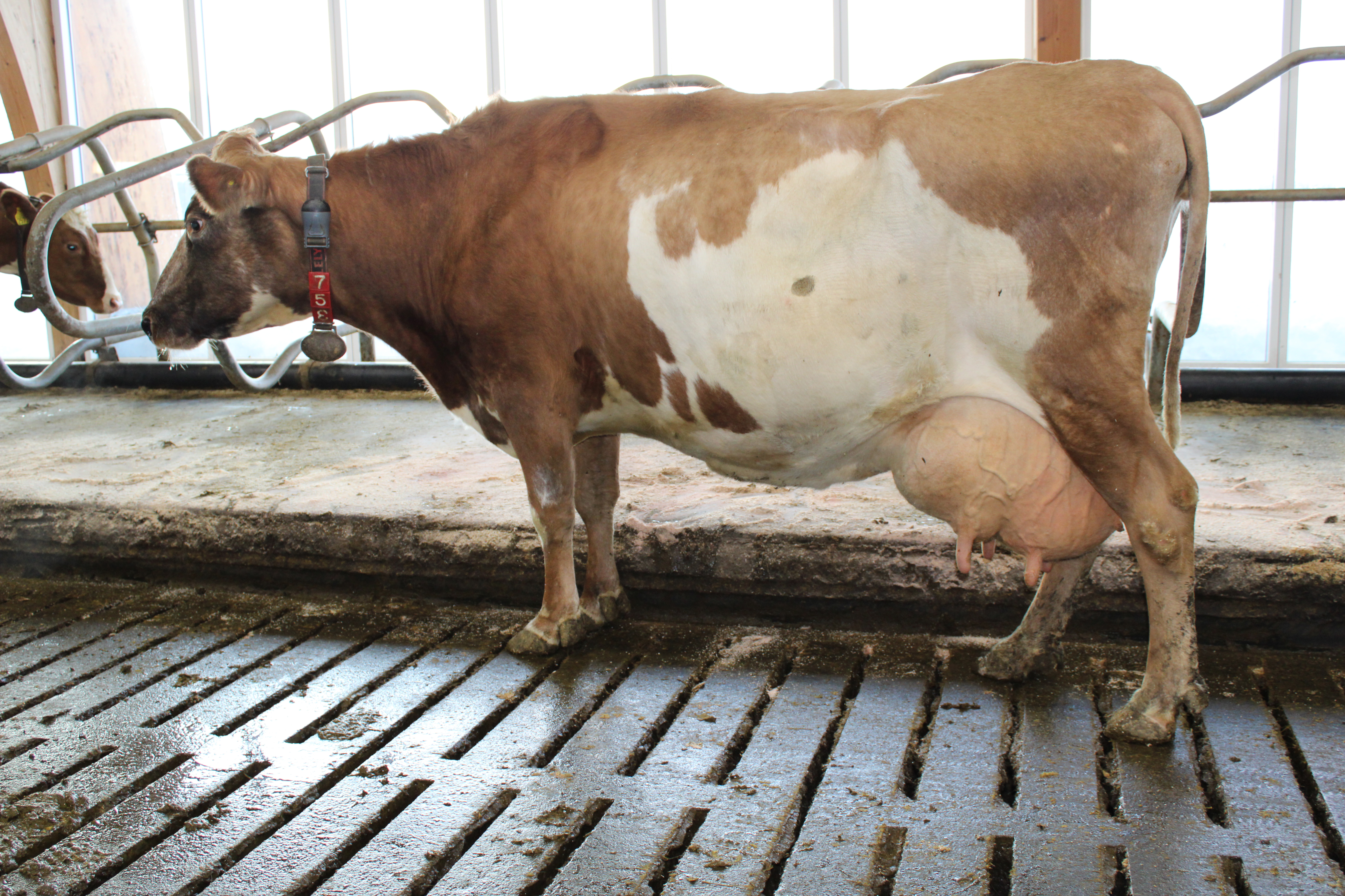 Niðurstöður skýrsluhaldsársins hjá mjólkurframleiðendum 2019