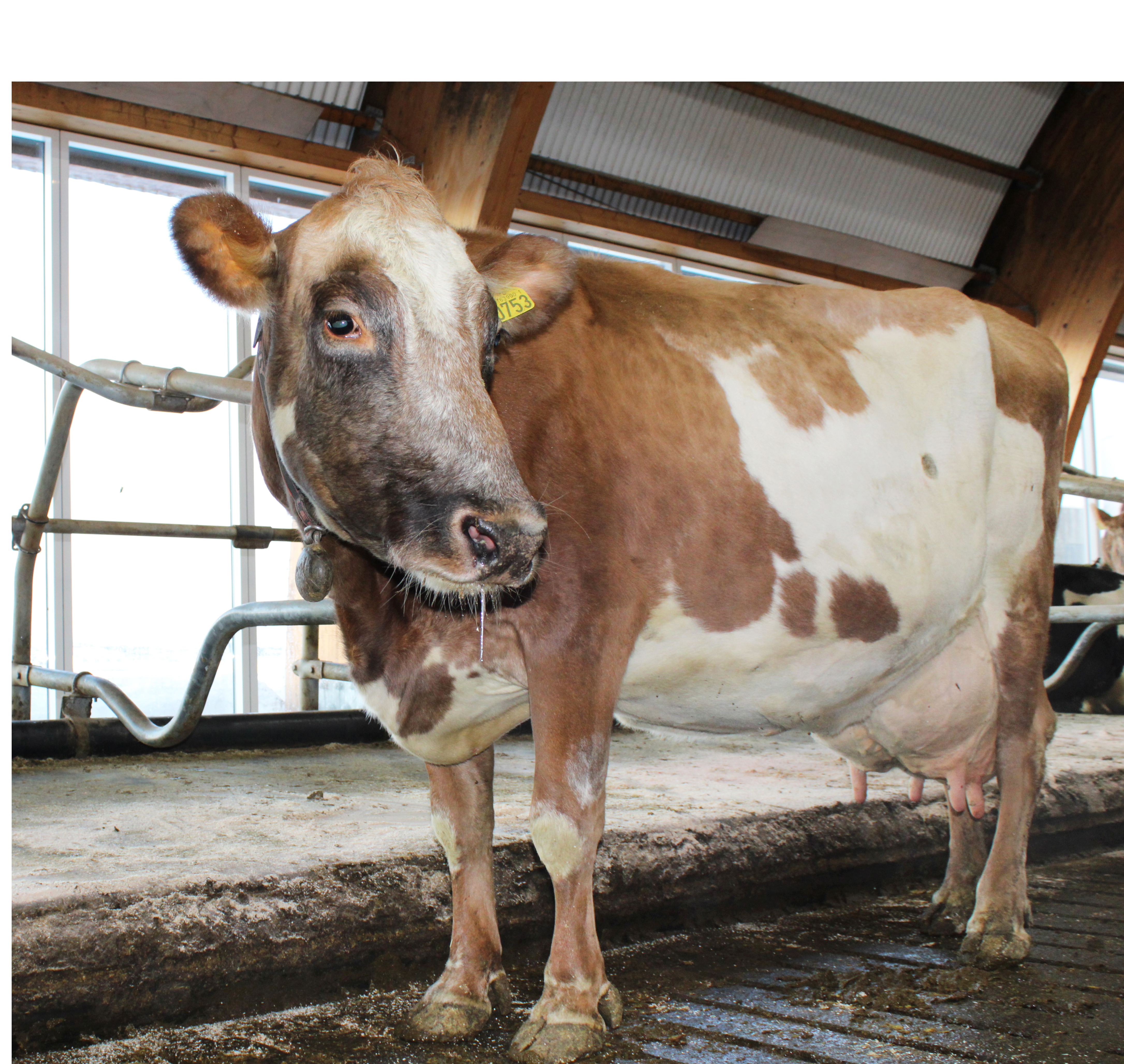 Skilaði rúmum 14,3 tonnum af mjólk