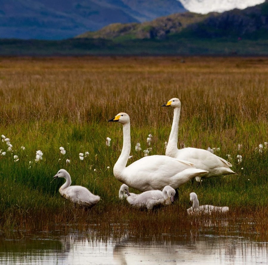 Matvælastofnun og Embætti landlæknis staðfestu í byrjun febrúar að H5N1 fuglainflúensa hefði greinst í tveimur dauðum fuglum, álft í Kópavogi og rauðhöfðaönd á Tjörninni.
