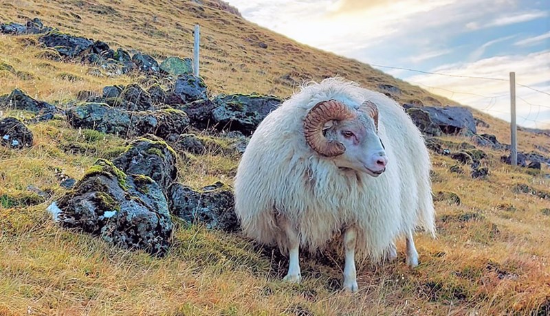 Ærin ástæða til bjartsýni hjá sauðfjárbændum