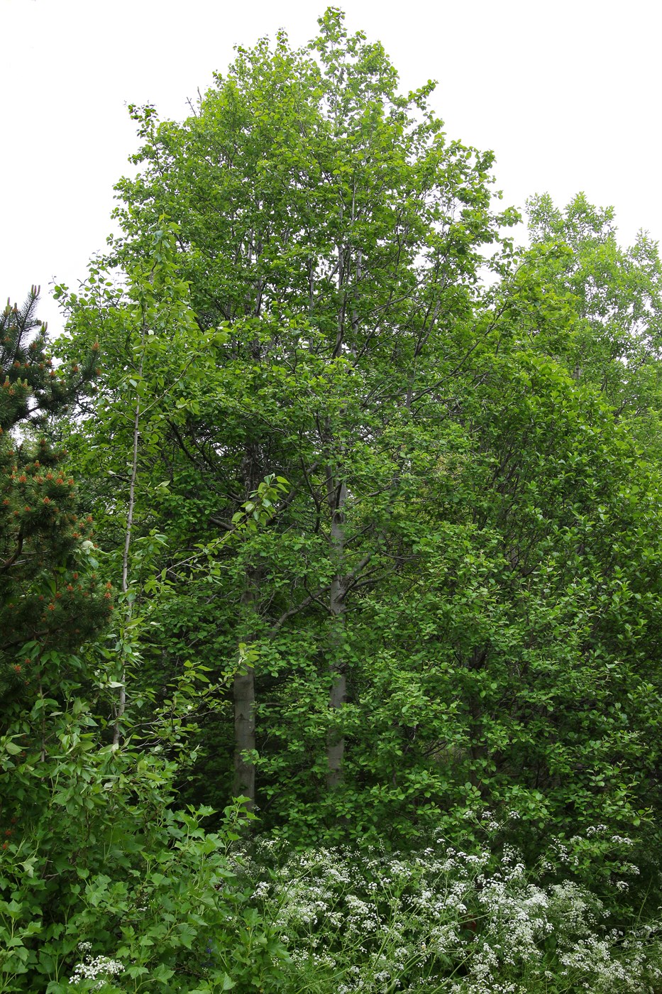 Svartelri (Alnus glutinosa)