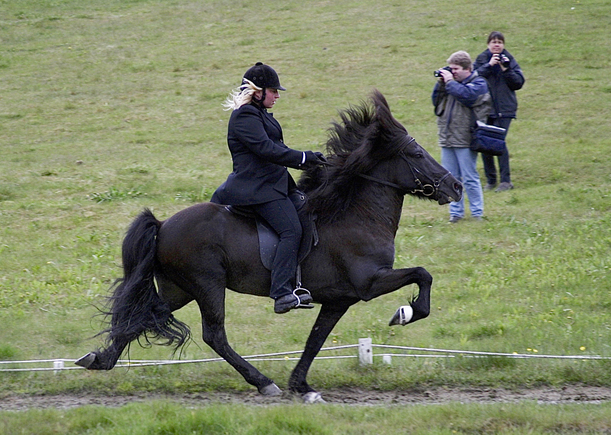 Nýtt kynbótamat í hrossarækt