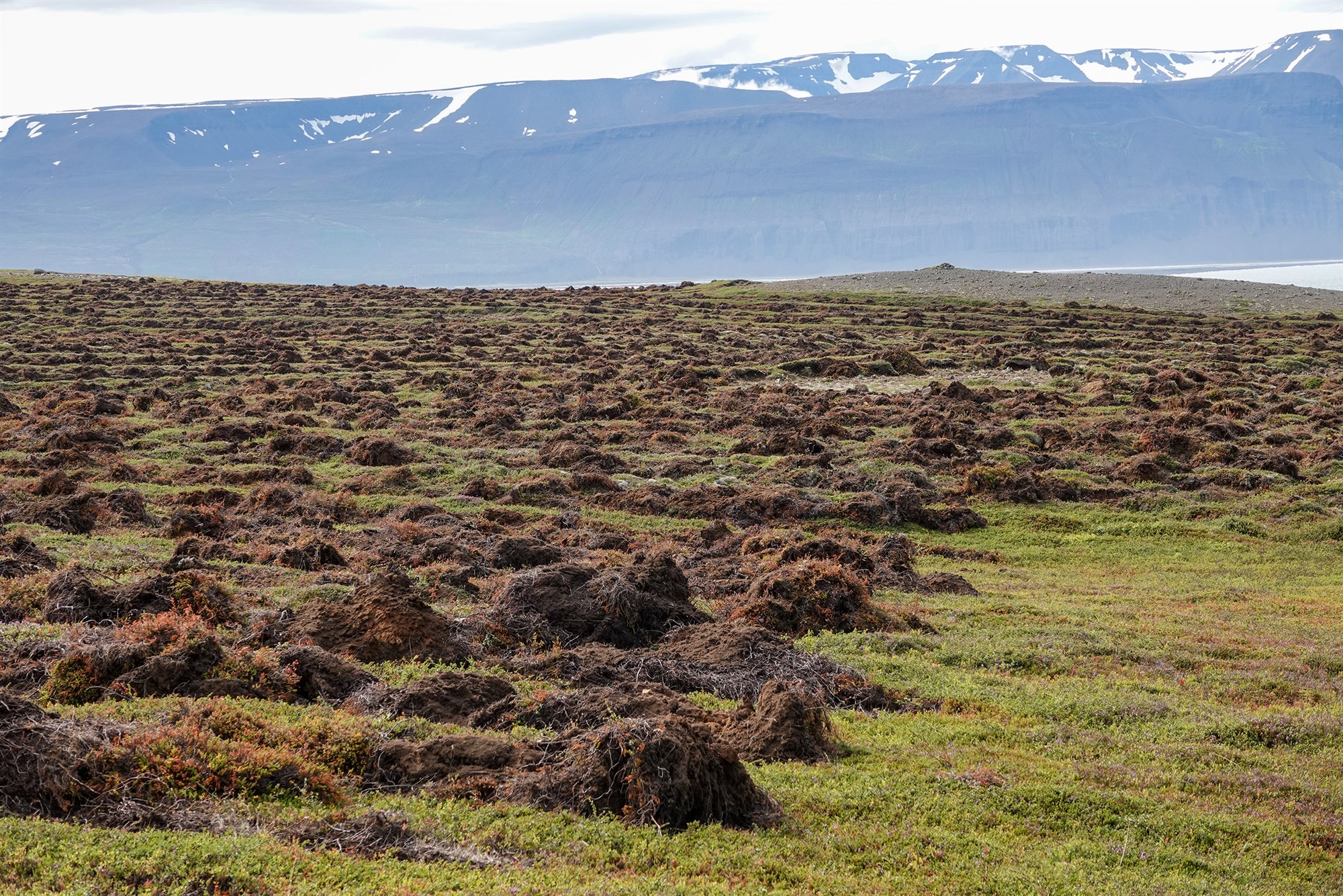 Kolefnisskógrækt á villigötum