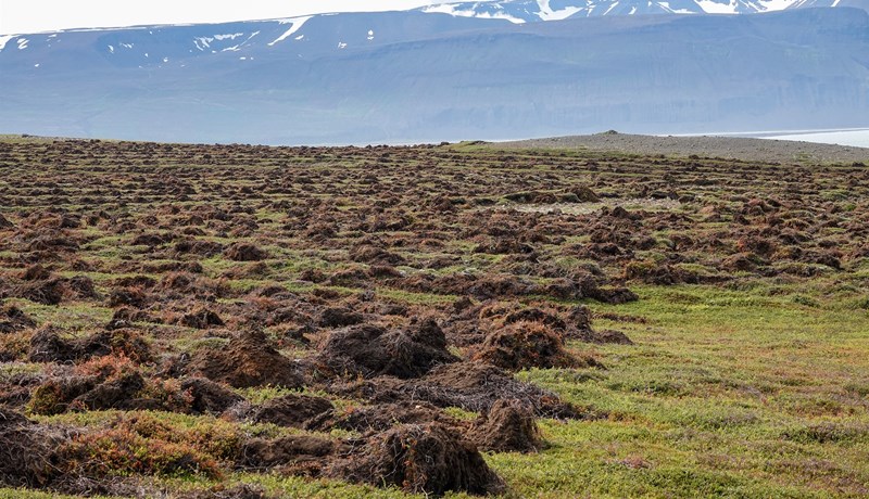 Kolefnisskógrækt á villigötum