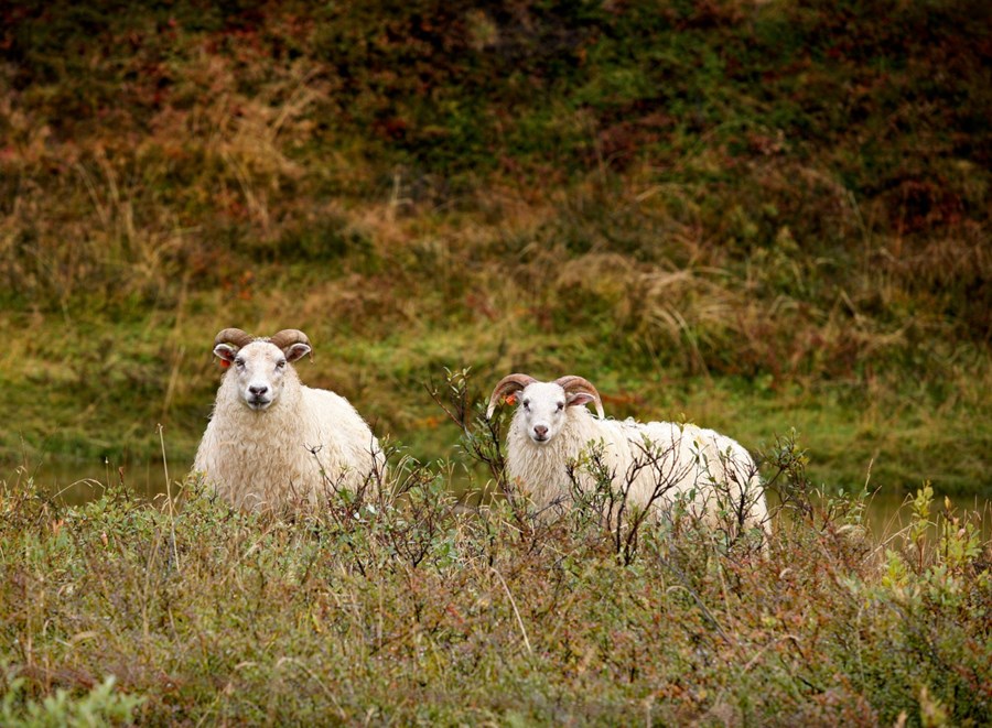 Skylt er að hafa það heldur er sannara reynist