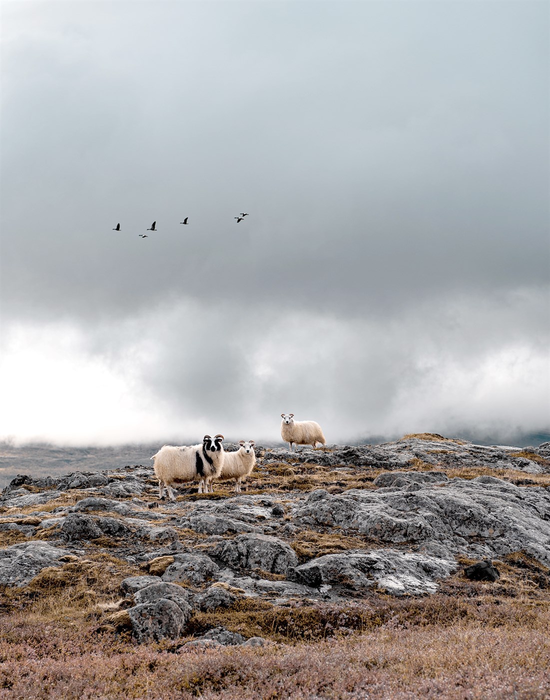 Þolinmæðin og þrautirnar