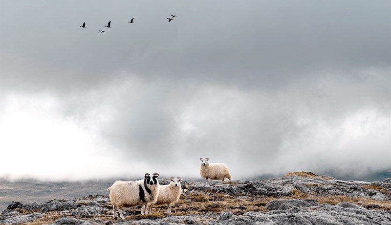 Arfgerðargreindir gripir standast ekki villupróf