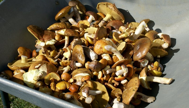 Uppruna almannaréttar má rekja til Rómarréttar um sameiginleg gæði