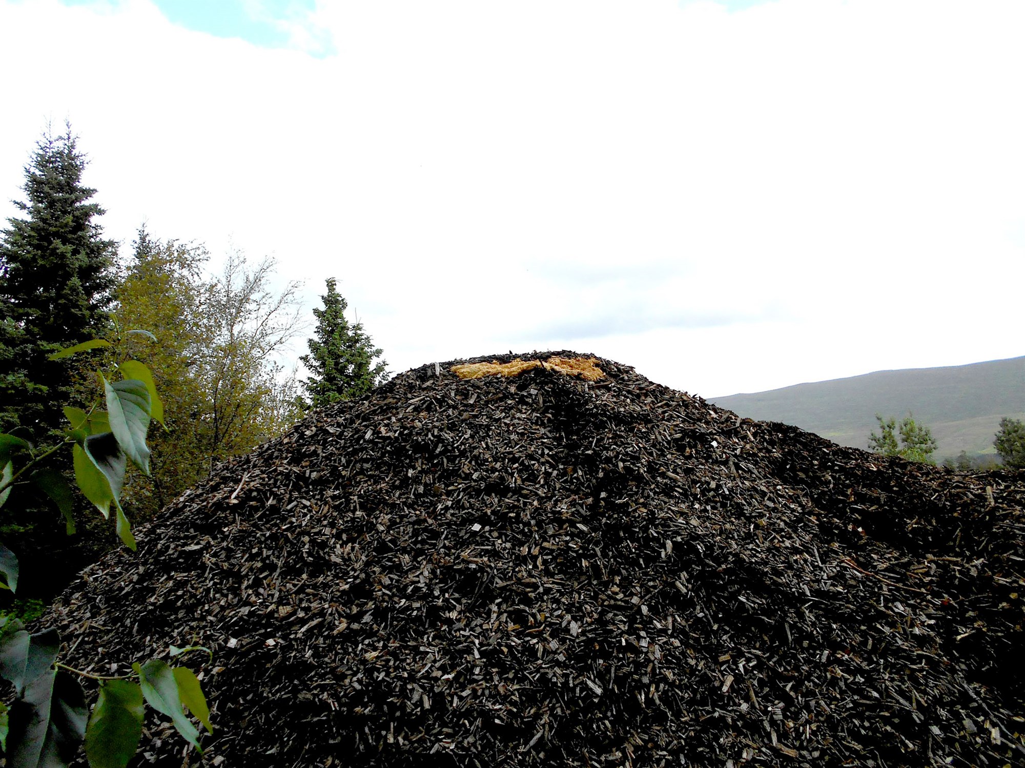 Töfrar sveppatínslunnar